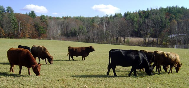 Dexter herd on pasture. Riverbank Farm.