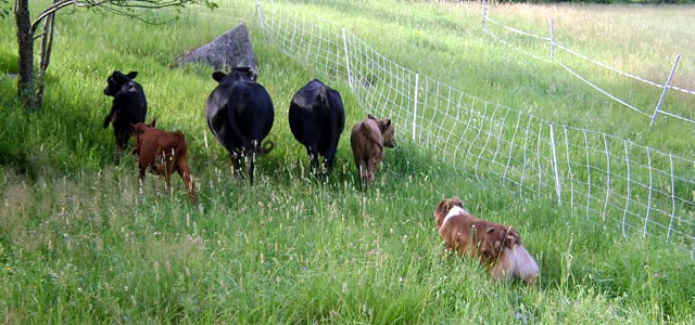 Fred herding Dexters to remote pastures at Riverbank Farm.
