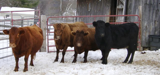 Riverbank Farm herd.