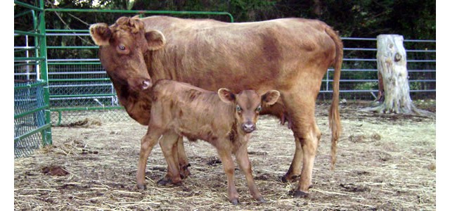Ruby with her calf, Gem.