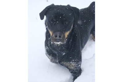 2014_Missy-in-the-snow