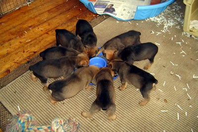 2014_Missy-pups-learnig-to-eat