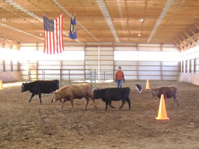 Cattle Clinic.