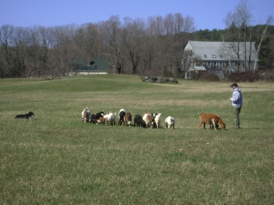 Goats being worked during herding lesson.