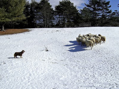 Working Aussie with sheep.