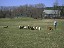 Goats being worked during herding lesson.